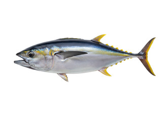 Fototapeta premium 新鮮なキハダマグロの魚の白い背景
