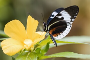 butterfly on flower