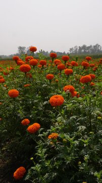 Fields of bright orange marigolds create vivid