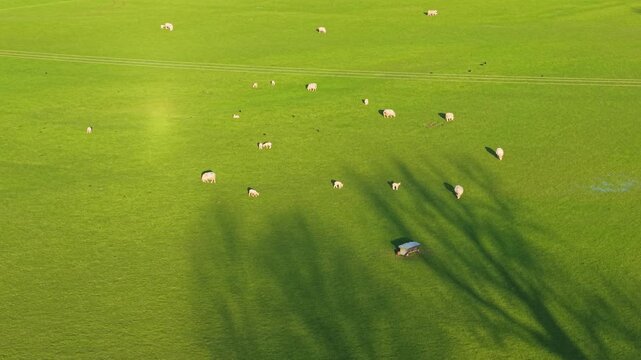 Countryside sheep grazing across bright green pasture during calm rural day. Livestock feeding on fresh grass across agricultural meadow farmland landscape. Aerial farming scenery with flock wandering