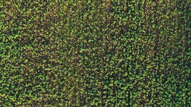 Rapeseed seedlings growing across cultivated farmland soil in early season. Young oilseed rape plants sprouting across agricultural field in warm sunlight. Aerial crop pattern with green rapeseed