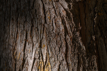 Obraz premium Tree bark texture close-up natural background