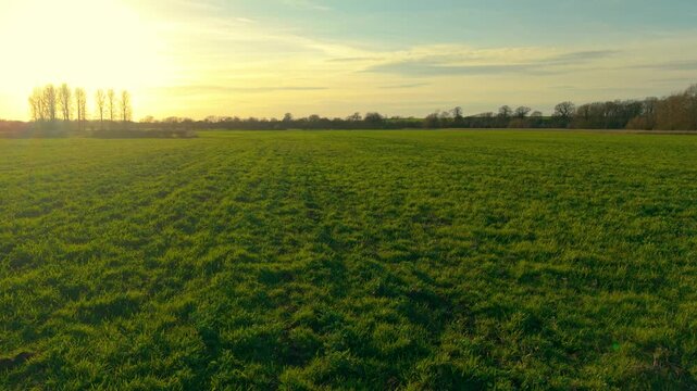 Pasture meadow with green grass growing across rural farmland at sunset. Fodder grass covering wide agricultural field for livestock feeding and hay production. Countryside agribusiness landscape with