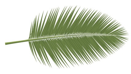 Obraz premium Detailed illustration of a single green palm frond leaf with many thin leaflets spreading out from a central stem on white background.
