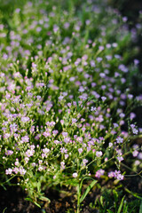 Obraz premium Decorative Pink Gypsophila Flowers Background in Summer Park