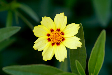 A beautiful yellow flower with a brown center blooming in the garden. This image captures the beauty of nature and the details of the flower. 