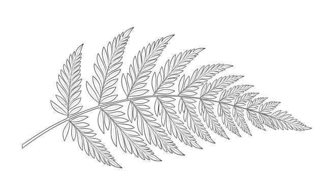 Detailed black and white line art illustration of a single fern leaf showing intricate details of its pinnate structure on white.