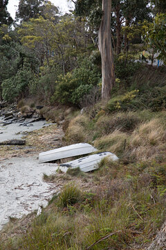 Two small white boats resting on a sandy shore with lush green foliage and a tall tree in Australia