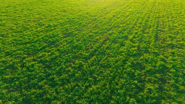 Endless green pasture meadow with fresh grass growing across rural farmland. Fodder grass covering agricultural field used for livestock feeding and hay harvest. Agribusiness landscape with lush