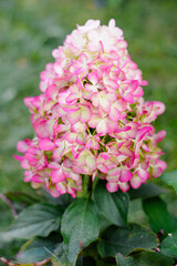 Fototapeta premium Huge Pink Hercules Hydrangea Paniculata Flower Blooming In Autumn Garden