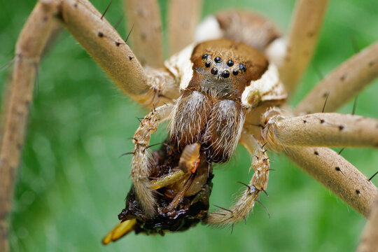 Fisheating Spiders spider devouring prey in Chiang Mai Thailand