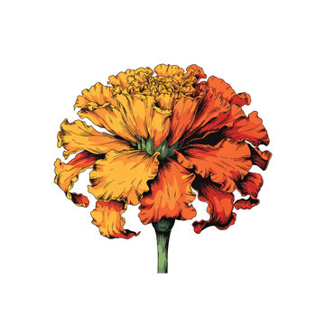 Single Marigold Flower on White Background
