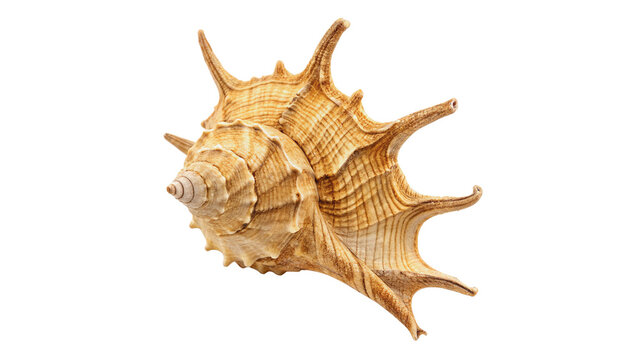 large spiral shell isolated on transparent background cut out
