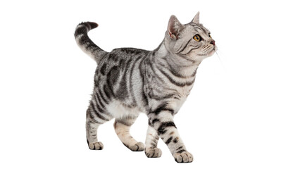Naklejka na ściany i meble Silver tabby cat walking isolated on transparent background cut out