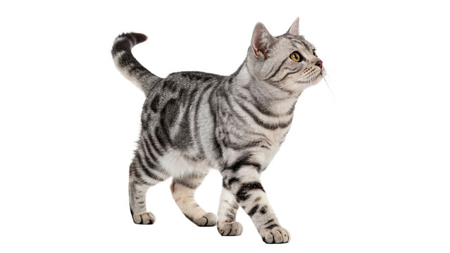 Silver tabby cat walking isolated on transparent background cut out