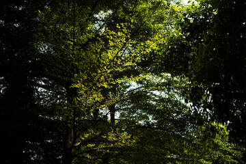 Obraz premium Sunlight shining through green tree canopy