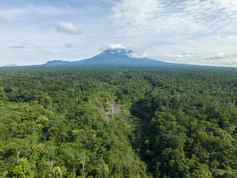 Aerial view of a lush green forest stretching to the base of a mountain partially shrouded in clouds, Klaten Regency, Jawa Tengah, Indonesia.
