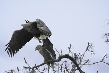 木の上で羽を広げて滑空するオジロワシ
