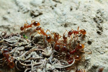 Ants foraging on the ground among dried vegetation in a natural setting during daylight hours