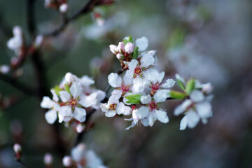 Blooming tree Prunus Nipponica