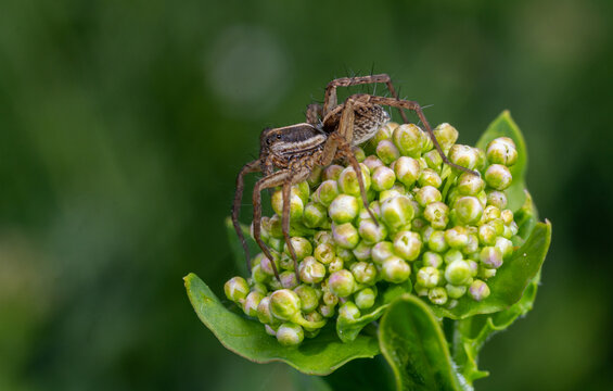 Common wolf spider Pardosa amentata actively hunting on a green plant during daylight in a natural habitat