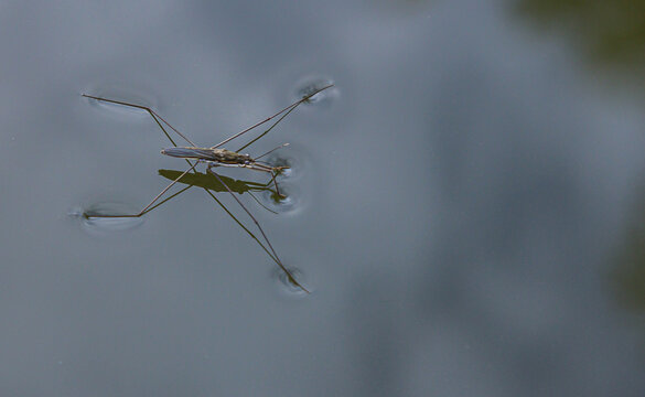 Water strider moves gracefully across the calm surface of a pond reflecting the cloudy sky during a serene afternoon