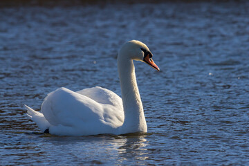 Obraz premium A white mute swan swims on a calm body of water. The water is blue. The swan has slightly raised its wings