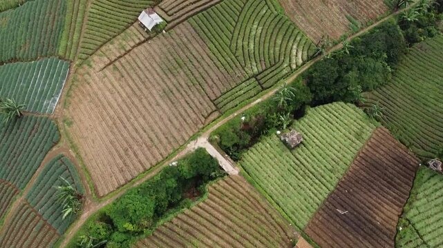 Aerial Top Down Forward Drone Shot of Multicolored Rice Terraces in Indonesia