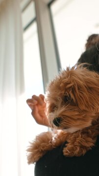 Dog cuddles human. Furry companion resting gently on shoulder
