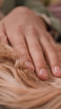 Vertical close-up view of hand of anonymous boy softly stroking unknown relaxed fluffy maltipoo dog