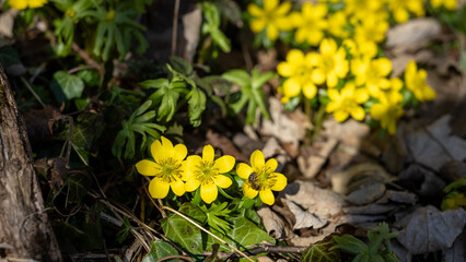 Honey bee collecting pollen from winter aconite flower (Eranthis hyemalis). Close-up of early spring pollination on forest floor among dry leaves