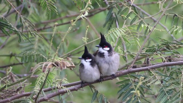 Two Red Whiskered Bulbuls Perching Quietly on Green Tree Branch