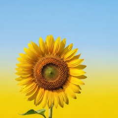 Obraz premium A single vibrant sunflower head standing tall and alone against a simplified background, symbolizing uniqueness and summer growth, daylight, solitude, botany