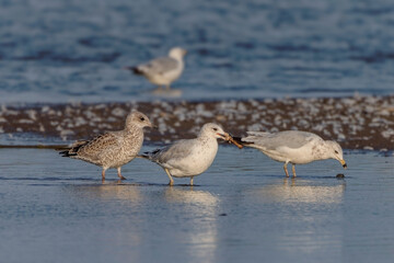 Fototapeta premium Group of Ring-billed Gulls (Larus delawarensis) on a shoreline. 