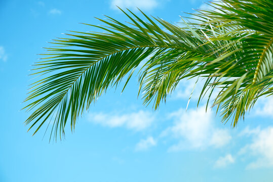 Green palm leaf branch under a blue sky with clouds during a summer vacation travel to a tropical beach resort for a relaxing holiday and nature park experience.