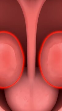 Close-up CGI visualization of bilateral palatine tonsils and uvula interior human throat anatomy medical education background rotating slowly with soft red glow detail