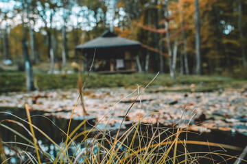 Obraz premium autumn leaves in the grass