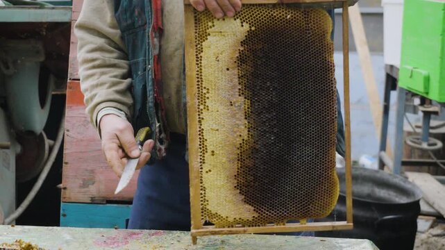 Beekeeper cleaning and preparing a honeycomb frame during propolis harvest. The apiarist uses a beekeeping knife to remove propolis