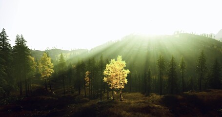 Illuminated young tree stands against sunrise beams, vibrant glow and soft dawn haze convey renewal and growth, suitable for eco startup hero images © icetray