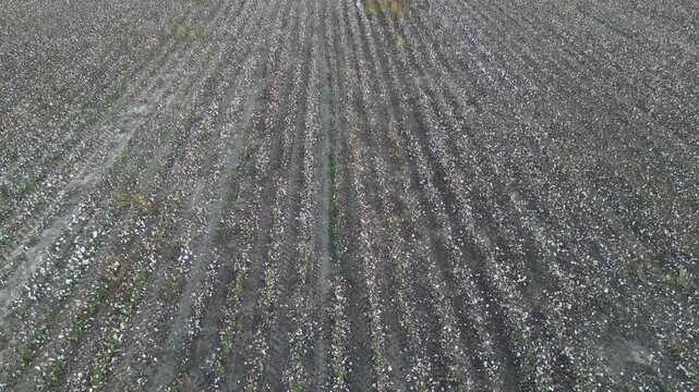 Harvested upland cotton (Gossypium hirsutum) field displaying linear planting patterns and post harvest across agricultural land, within the Wiregrass region illustrating large scale production