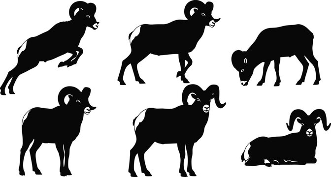Bighorn sheep silhouettes collection showing ram standing, jumping, grazing and resting poses, wild mountain animal isolated on white background vector illustration set