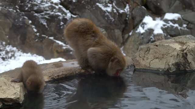 A tender moment showing a mother snow monkey and her infant drinking from the steaming geothermal pool at Jigokudani Monkey Park in winter. Filmed in Nagano, Japan