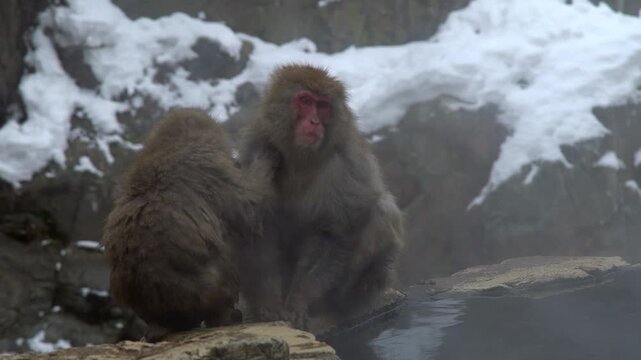 A detailed shot of a Japanese Macaque performing social grooming on a larger, dominant monkey at the edge of the geothermal pool. Filmed in Nagano, Japan