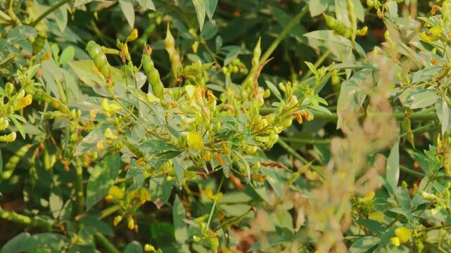Closeup view of a pigeon pea plant branch showing green leaves and developing pods, highlighted by warm sunlight and natural textures in an agricultural field.
