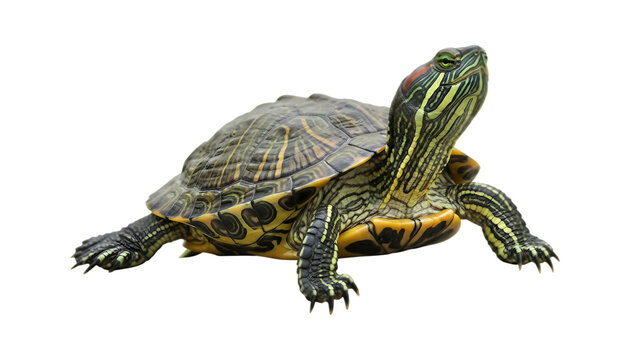 Beautiful turtle with vibrant colors and a striking pattern on its shell