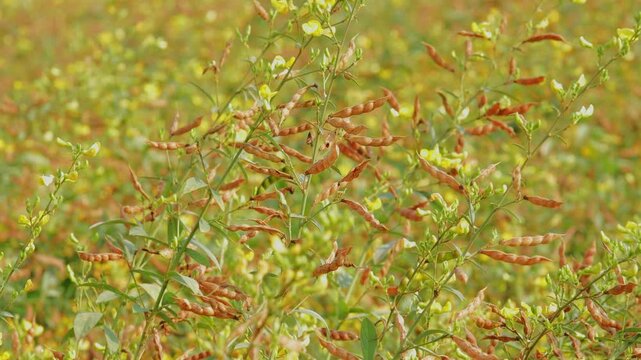 Closeup view of ripening pigeon pea seed pods on slender branches, showing mature brown pods, green leaves and subtle motion from wind across the field.