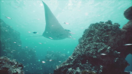 A manta ray swims elegantly among vibrant coral formations in crystal clear waters. Small fish dart around the ray, creating a lively scene full of movement and color. © icetray