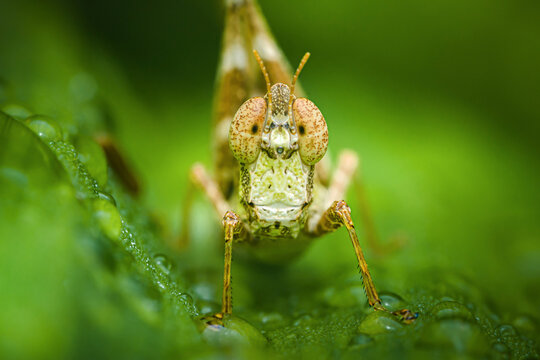 Grasshopper face close-up on wet green leaf