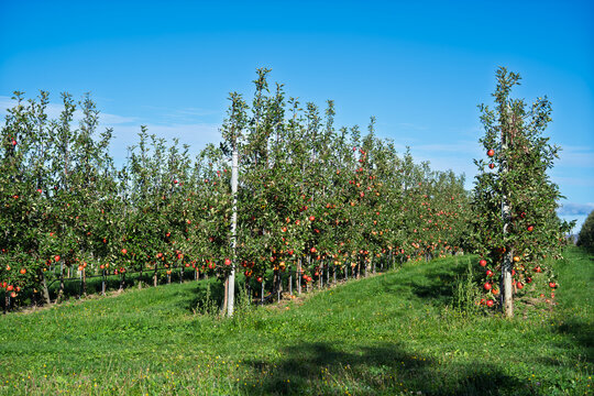 Rows of espaliered apple trees grown in a commercial apple orchard.