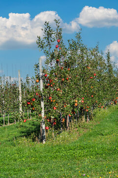 Rows of espaliered apple trees grown in a commercial apple orchard.